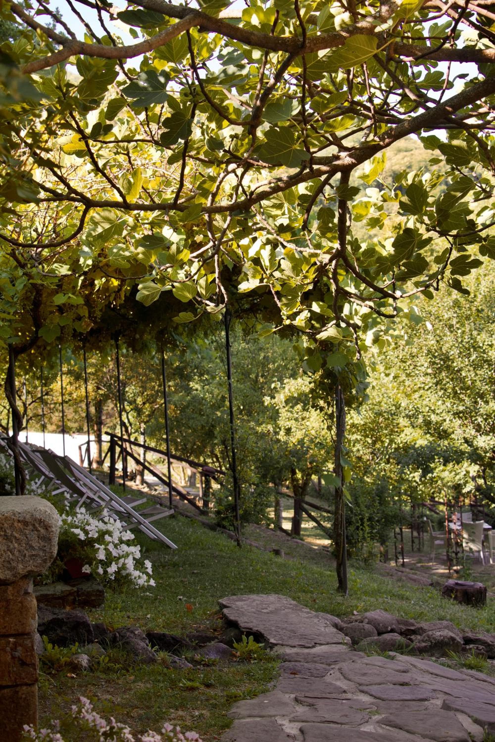 Stone steps wind through a lawn shaded by a leafy vine arbor.