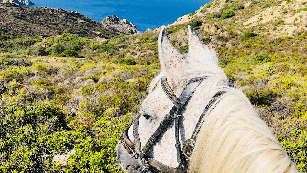 L'Albadu: destination wedding venue in 20250 Corte, France