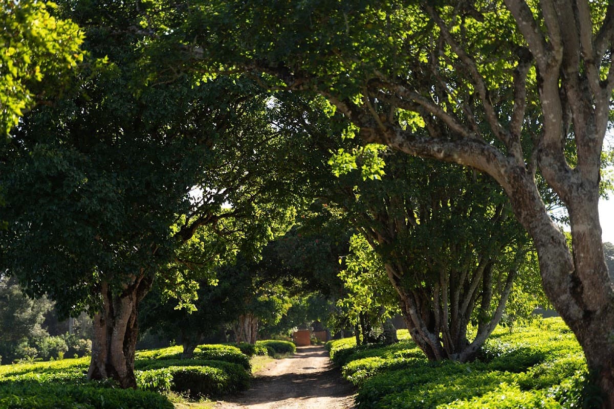 Naishola Gardens: destination wedding venue in Tigoni, Kenya