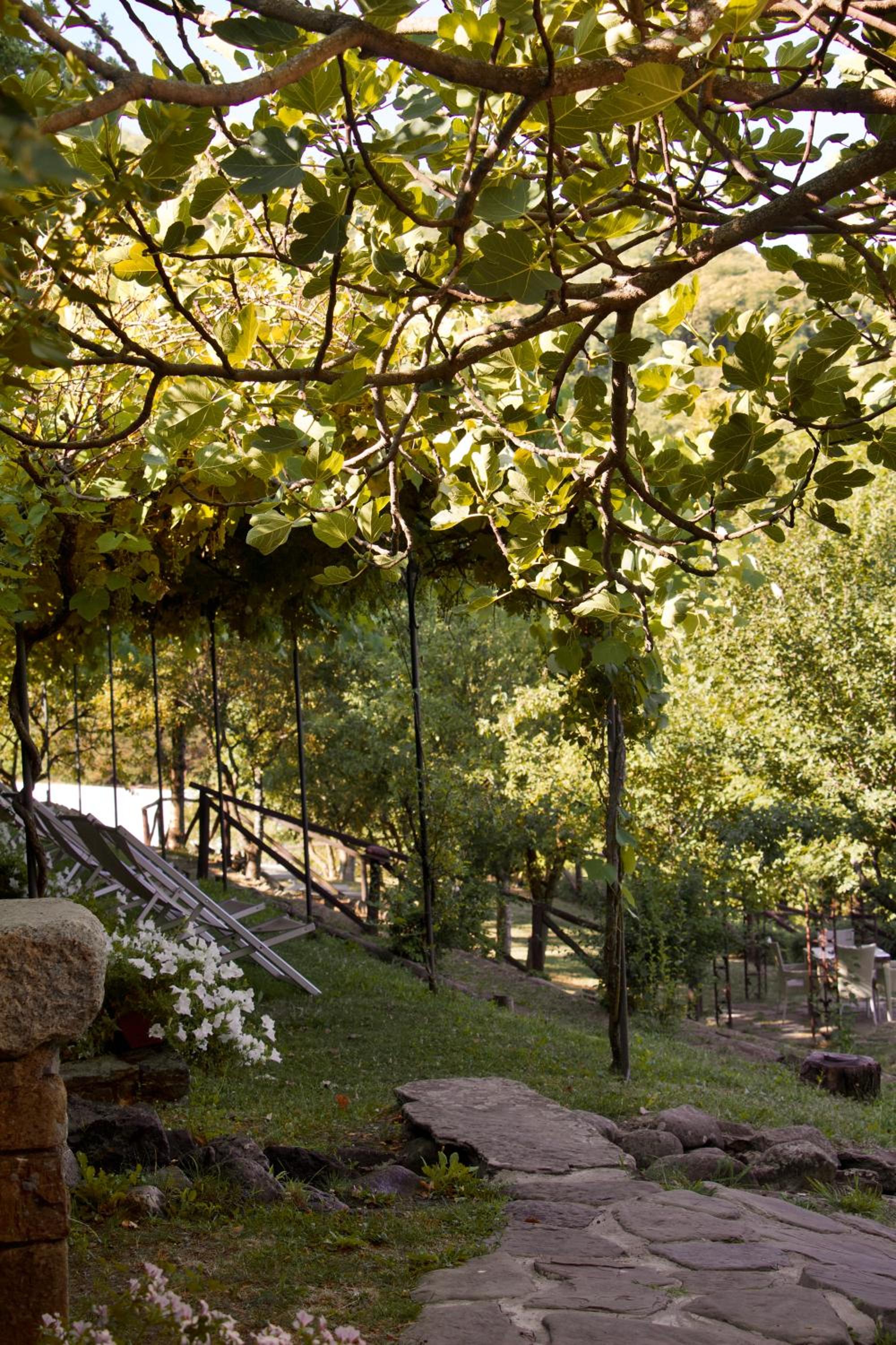 Stone steps wind through a lawn shaded by a leafy vine arbor.