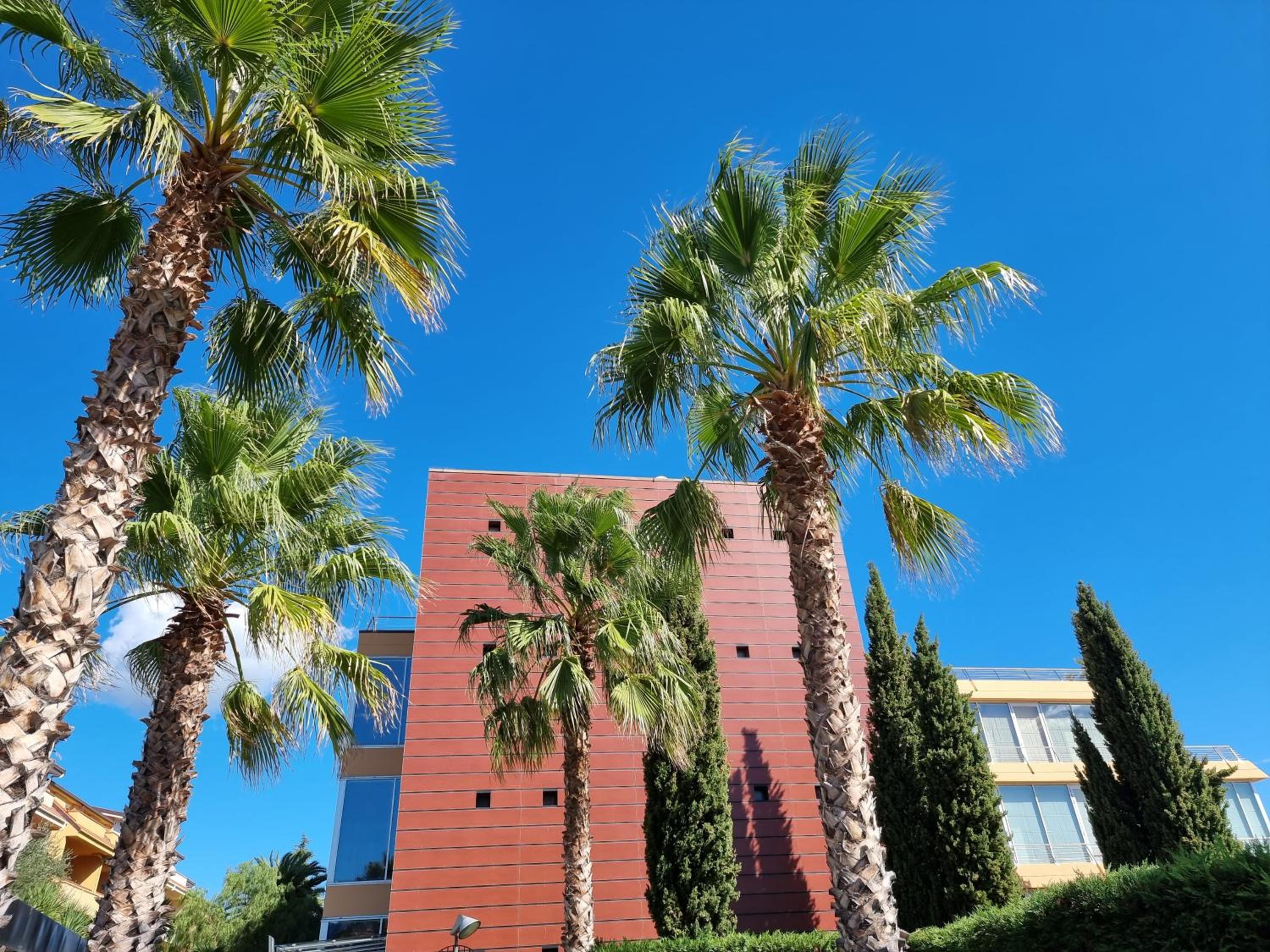 Palm trees and slender cypresses stand before a terracotta-paneled building facade against a clear blue sky.