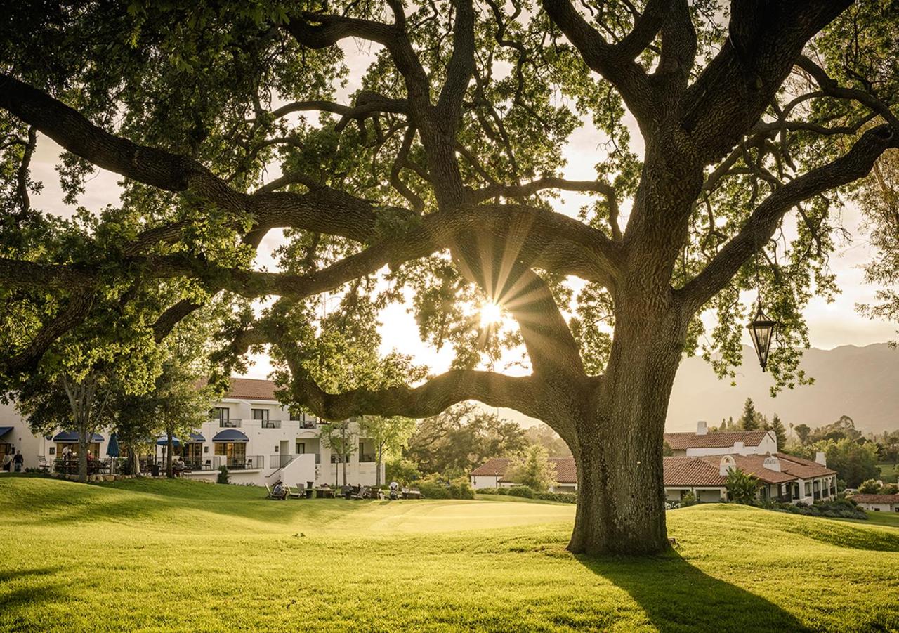 Golden sunlight bursts through the branches of a sprawling oak tree across a rolling green lawn.