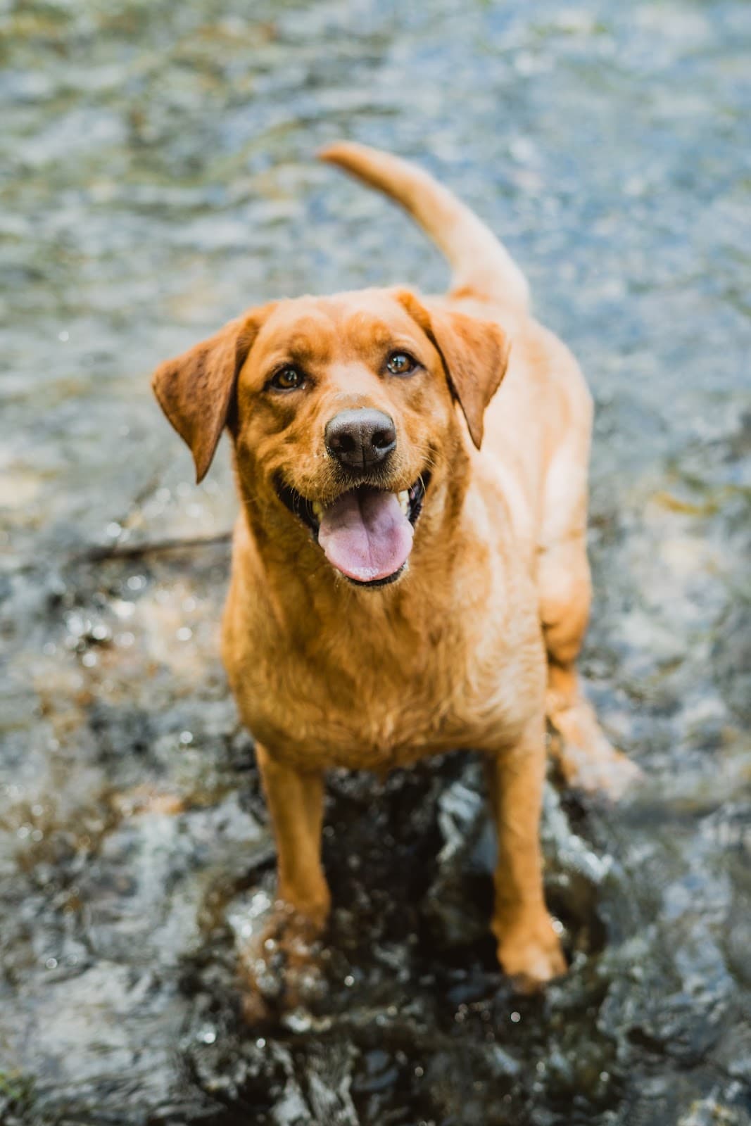 Alyse Arauz Photography — wedding photographer in Napa
