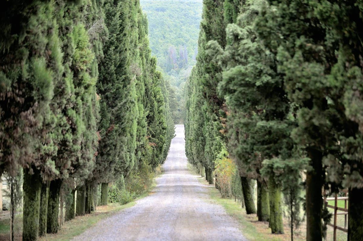 Abbazia della Santissima Trinità di Spineta: destination wedding venue in 53047 Sarteano SI, Italy