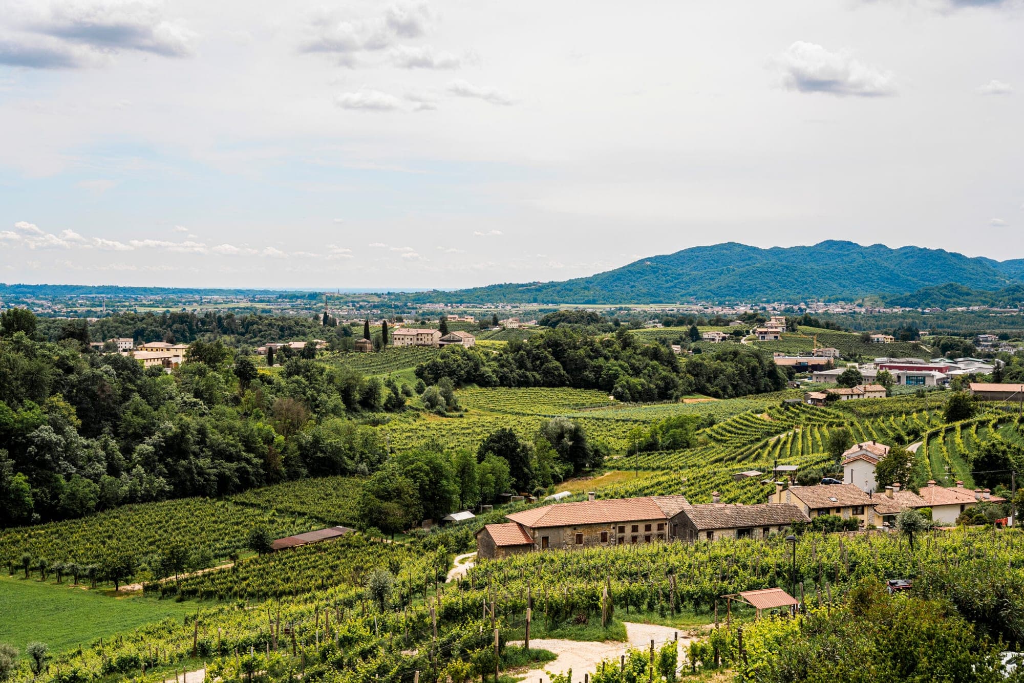 Vineyard landscape with buildings and hills under a cloudy sky.