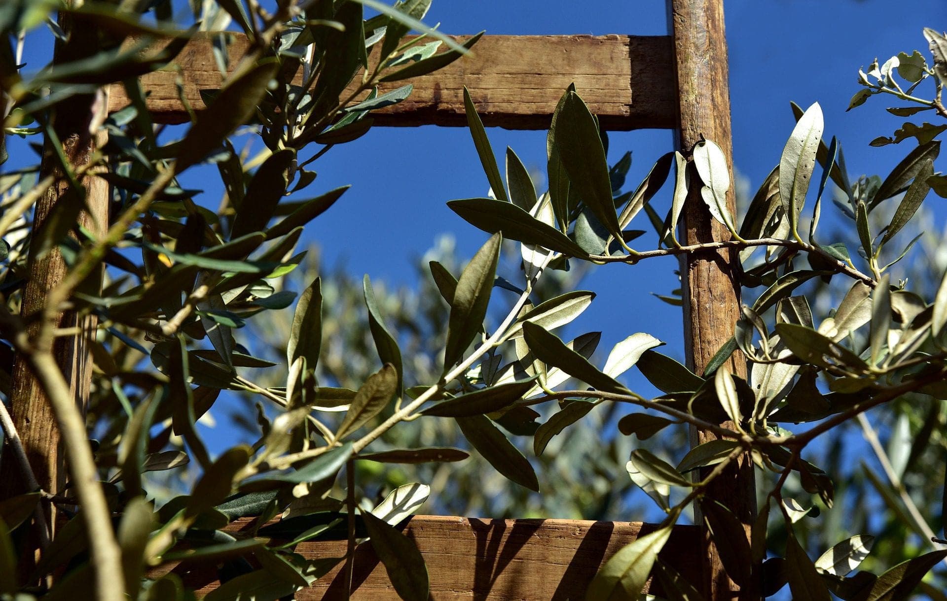 Olive branches and a wooden trellis against a clear blue sky.