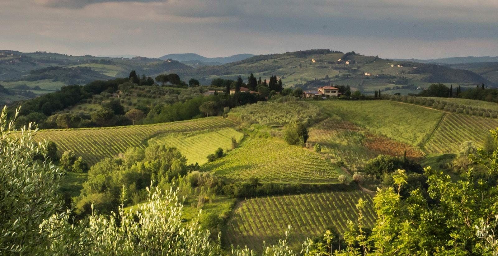 Rolling hills covered in vineyards and olive groves under a cloudy sky.