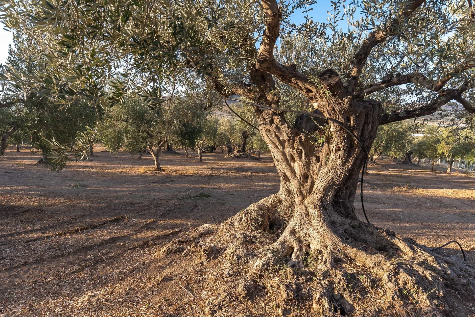 An ancient olive tree with gnarled trunk and branches in a field of olive trees.