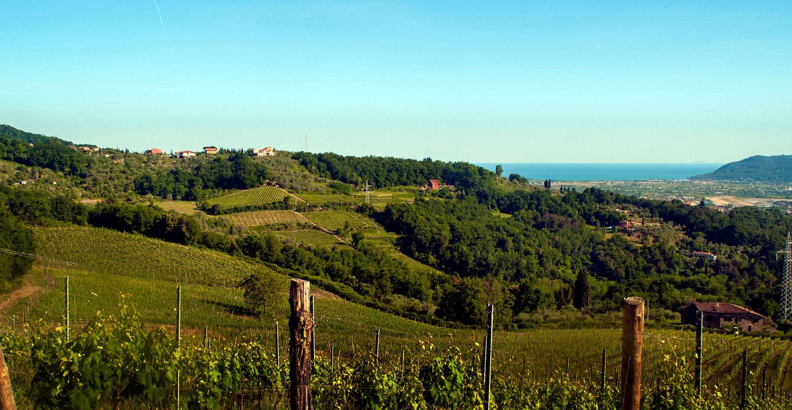 Vineyards on rolling hills with the sea in the background under a clear blue sky.
