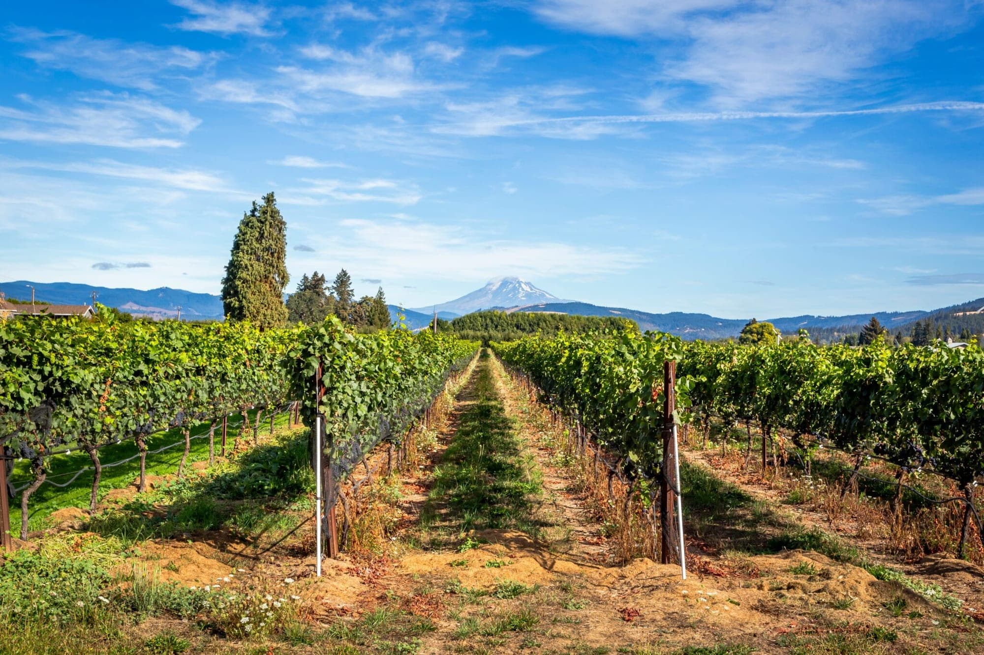 Vineyard rows leading towards a snow-capped mountain under a blue sky.