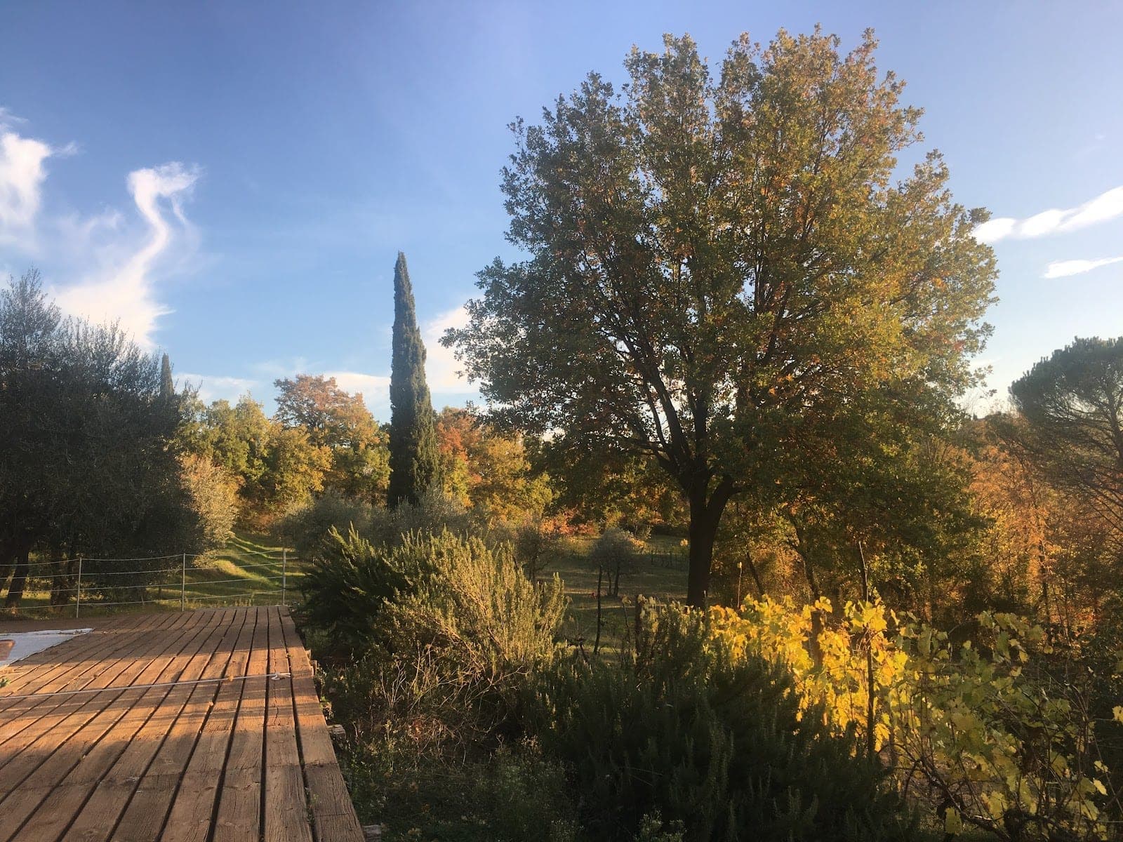A wooden deck overlooks a garden with trees and a cypress tree under a blue sky.