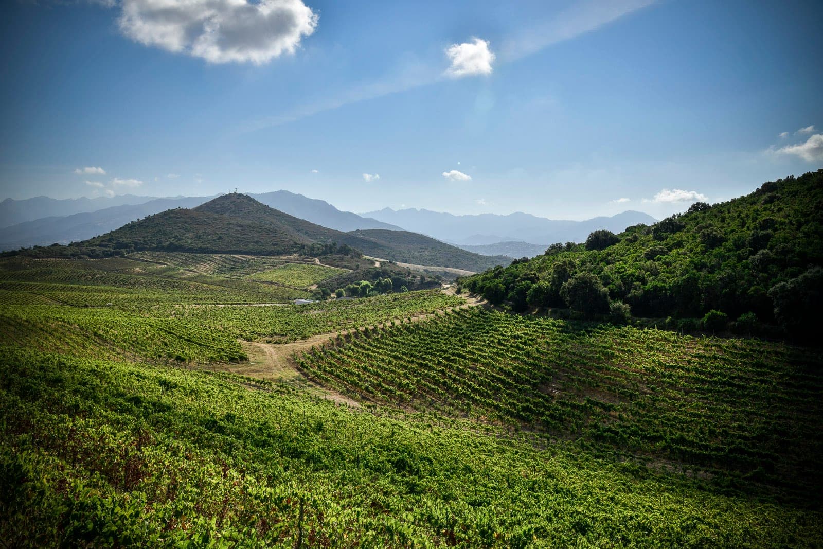 Vineyards stretch across rolling hills towards distant mountains under a blue sky with clouds.