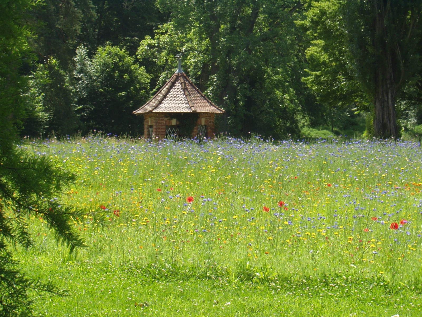 A meadow with wildflowers and a small brick building in the background.