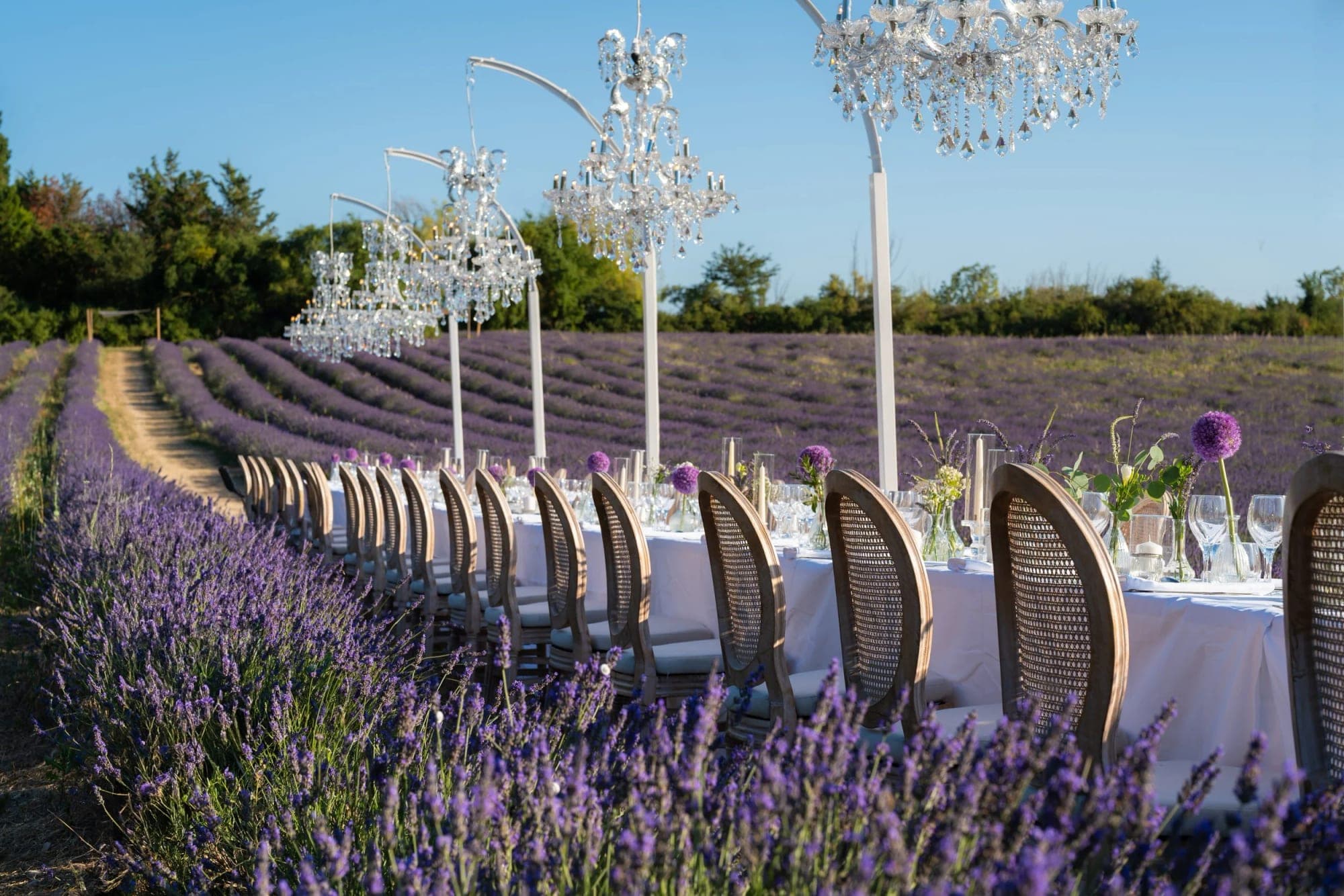 A long dining table is set in a lavender field with chairs and chandeliers.