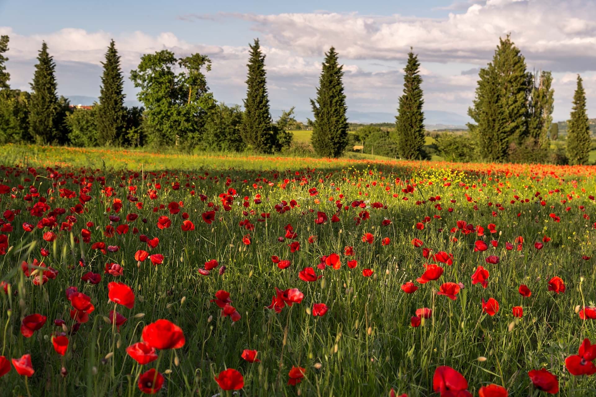 A field of red poppies and green grass with cypress trees in the background under a cloudy sky.