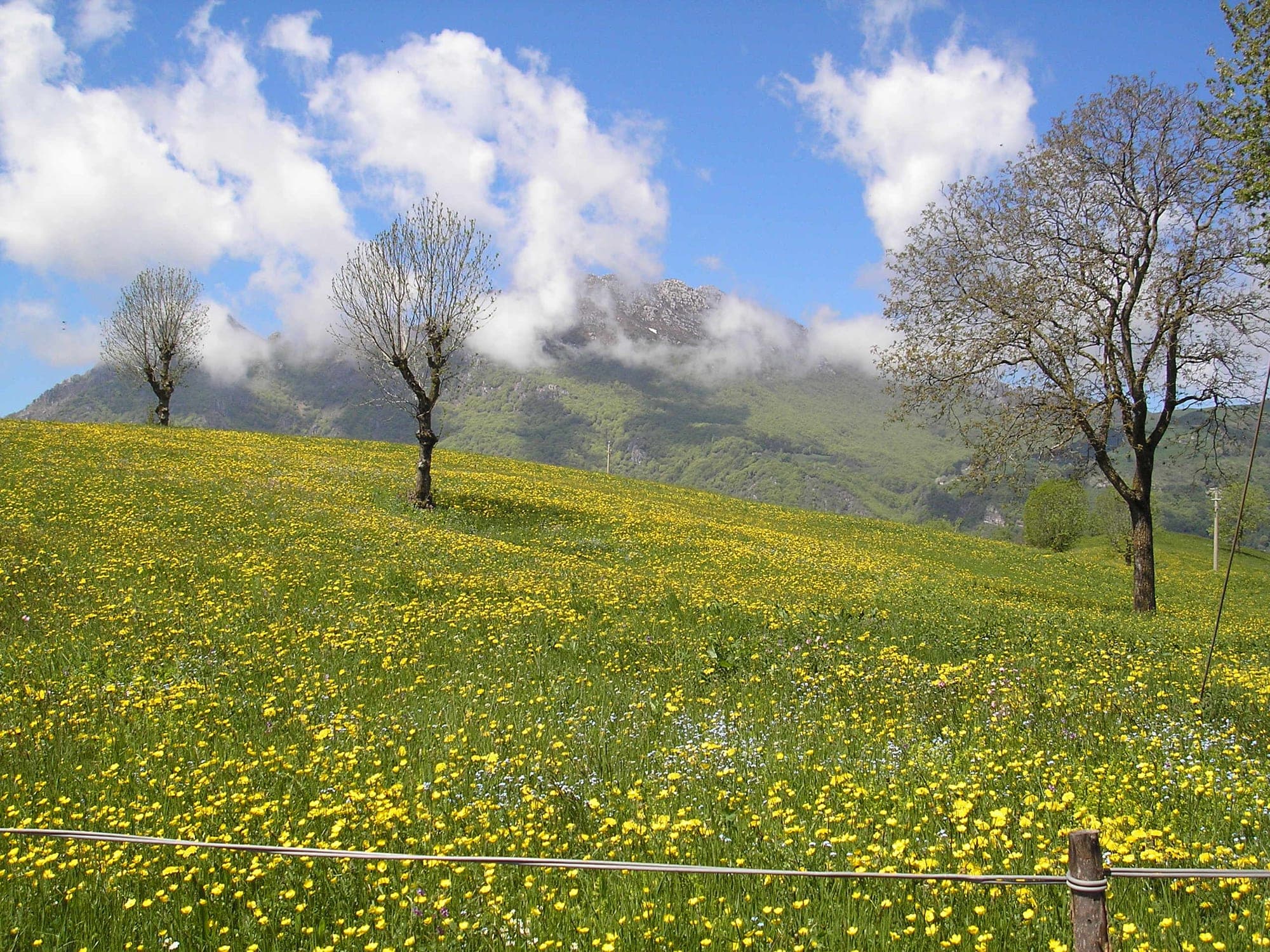 A field of yellow flowers with trees and mountains under a cloudy sky.