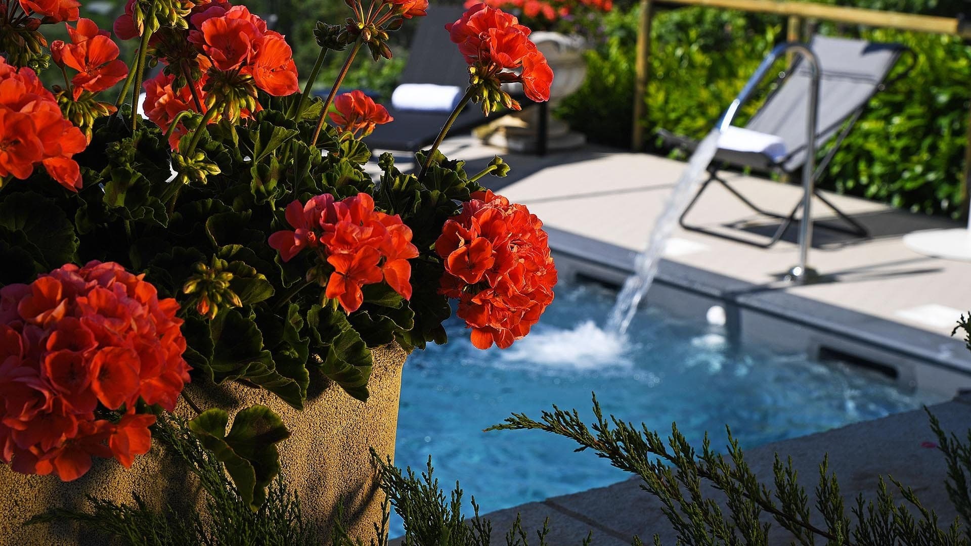 Red flowers in a pot next to a swimming pool with a waterfall.