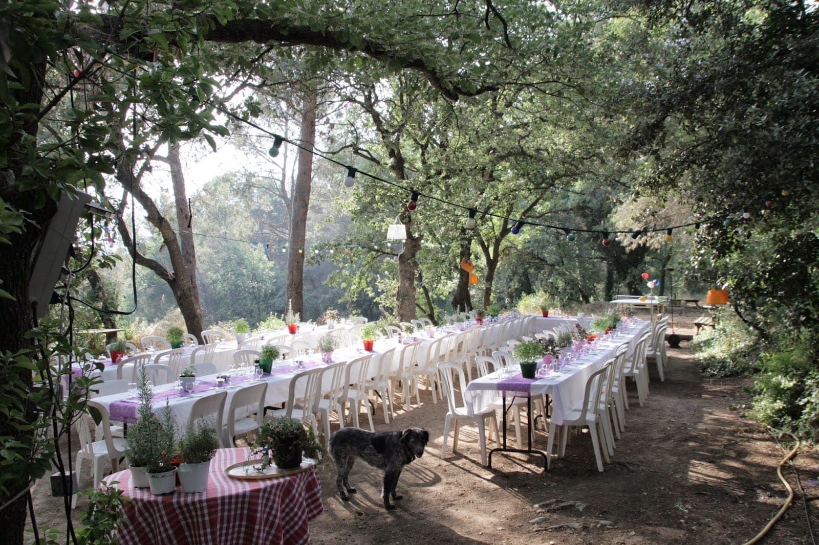 Outdoor reception tables set with white cloths and purple runners under trees.