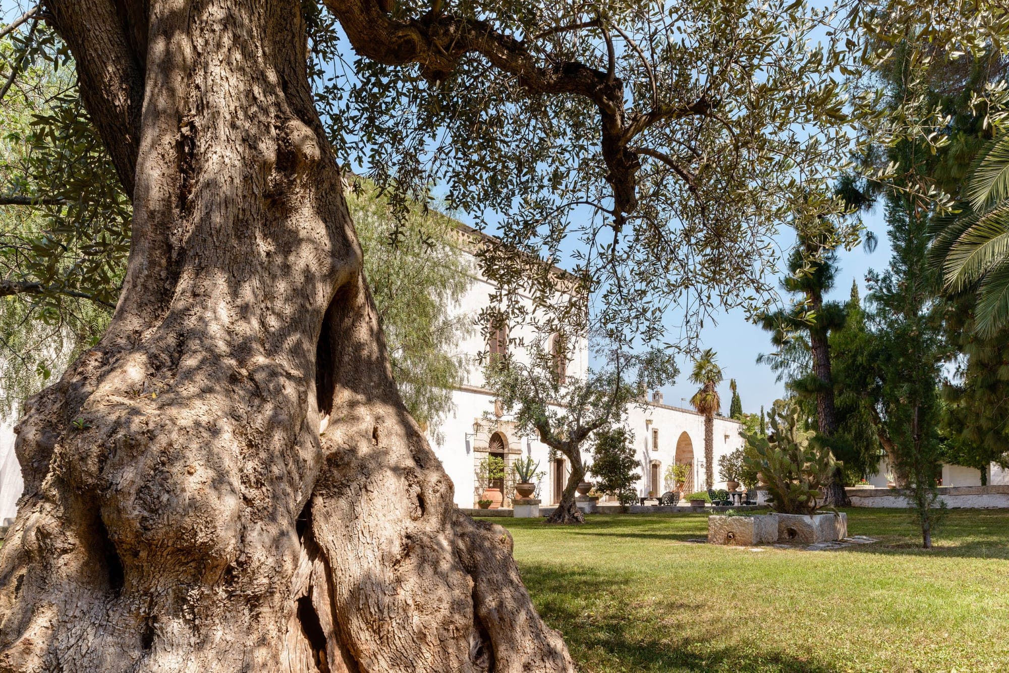 Ancient olive tree in front of a white building with arched windows and a green lawn.
