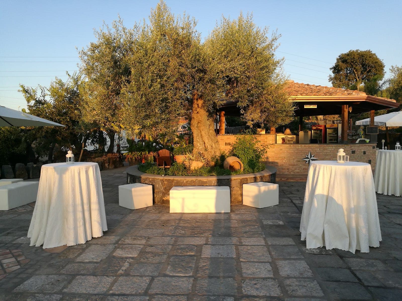 Courtyard with tables and an olive tree at sunset