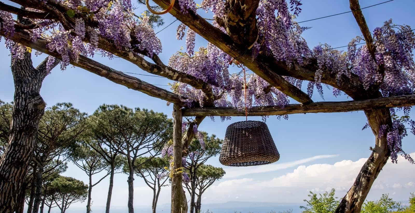 A wisteria-covered pergola with a hanging lantern and pine trees.