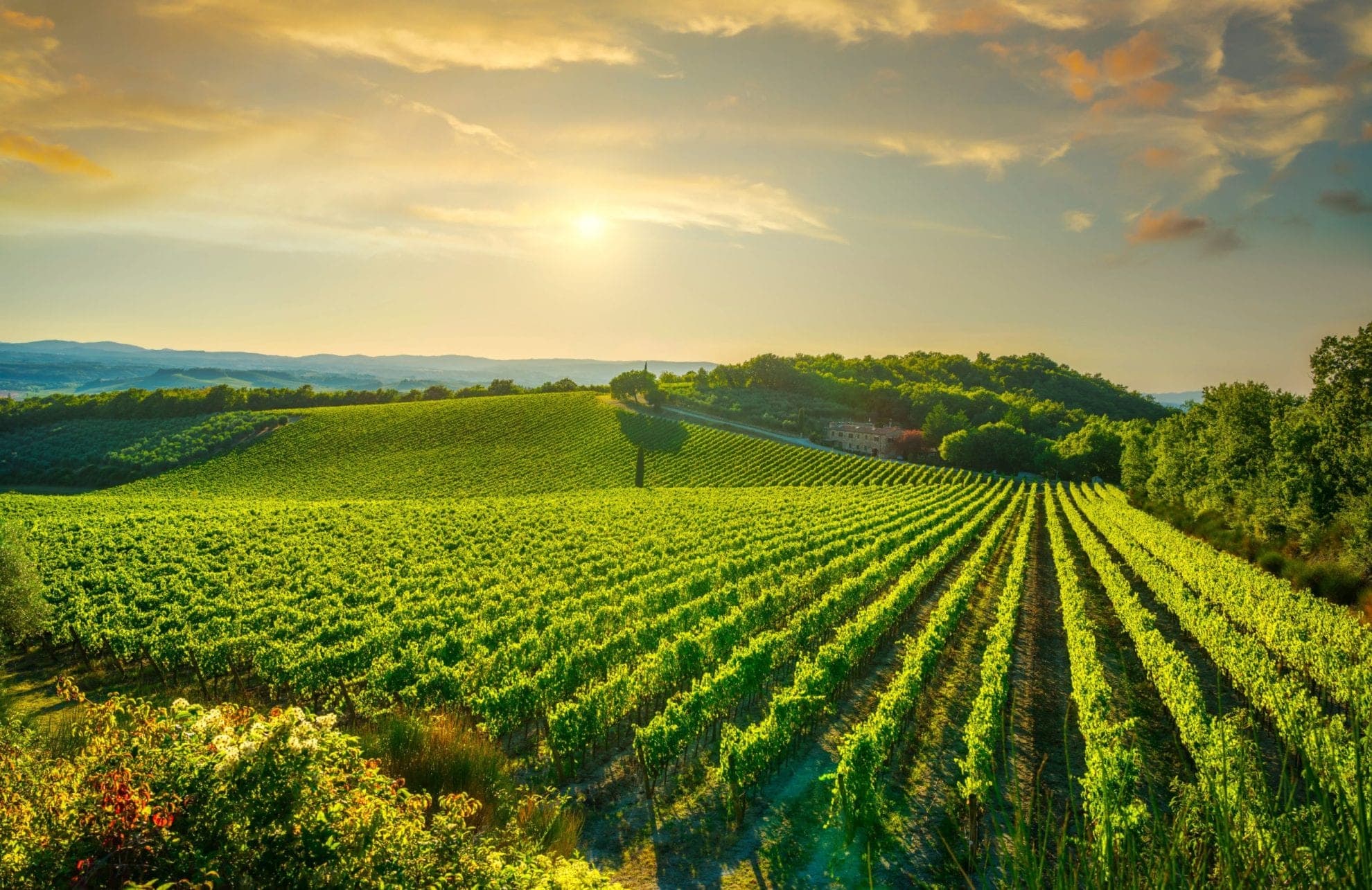 Vineyards on rolling hills in Tuscany at sunset