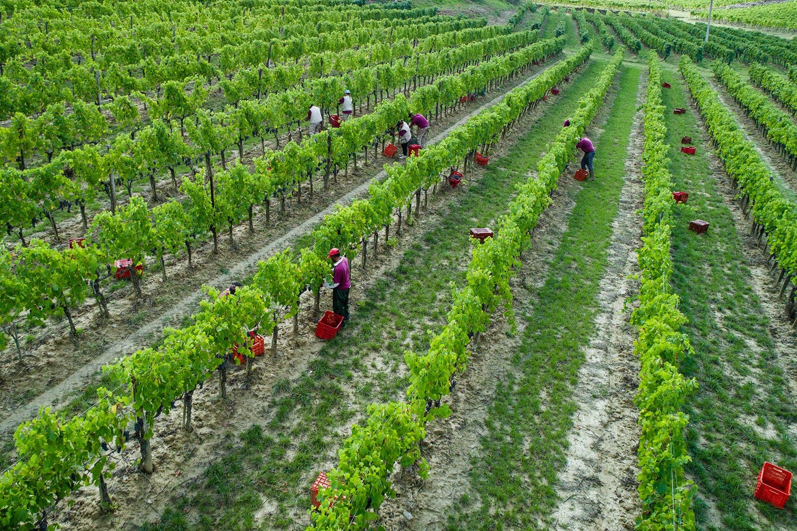 Rows of grapevines with people harvesting grapes