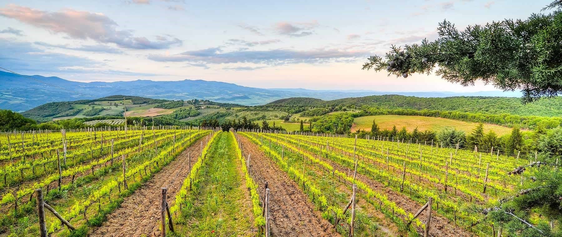 Vineyard rows stretch towards rolling hills under a cloudy sky.