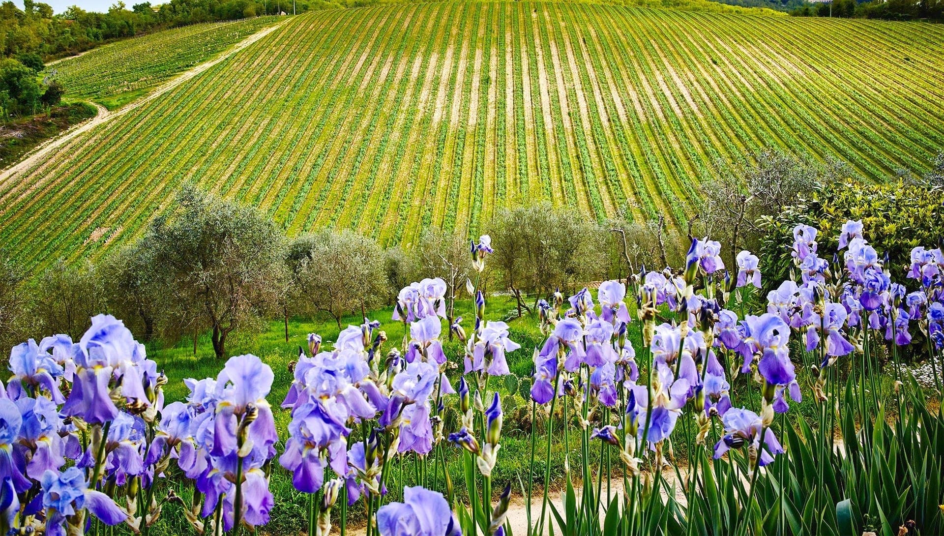 Vineyard landscape with purple irises in the foreground.