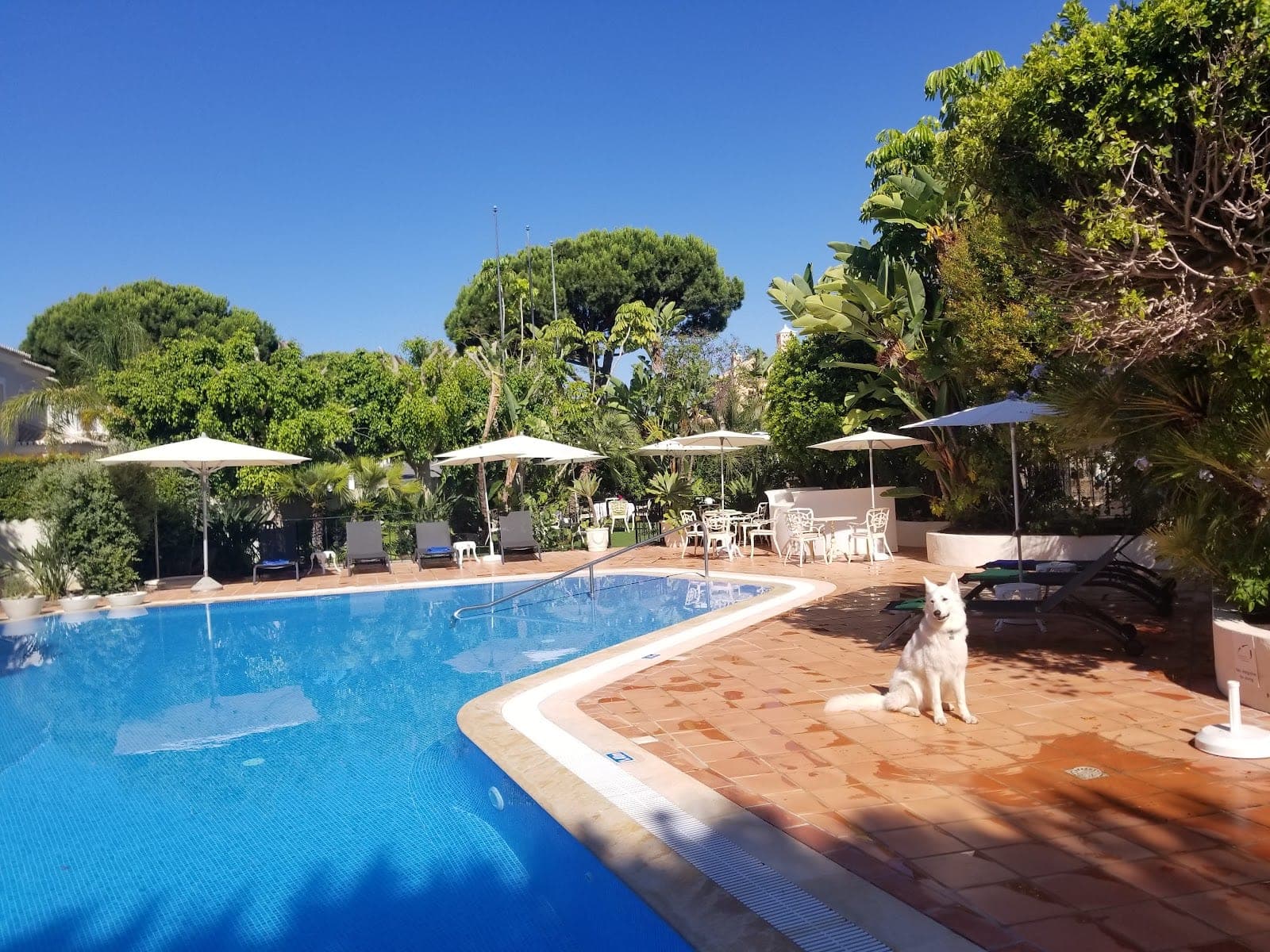 A white dog sits by a swimming pool with lounge chairs and umbrellas under a clear blue sky.