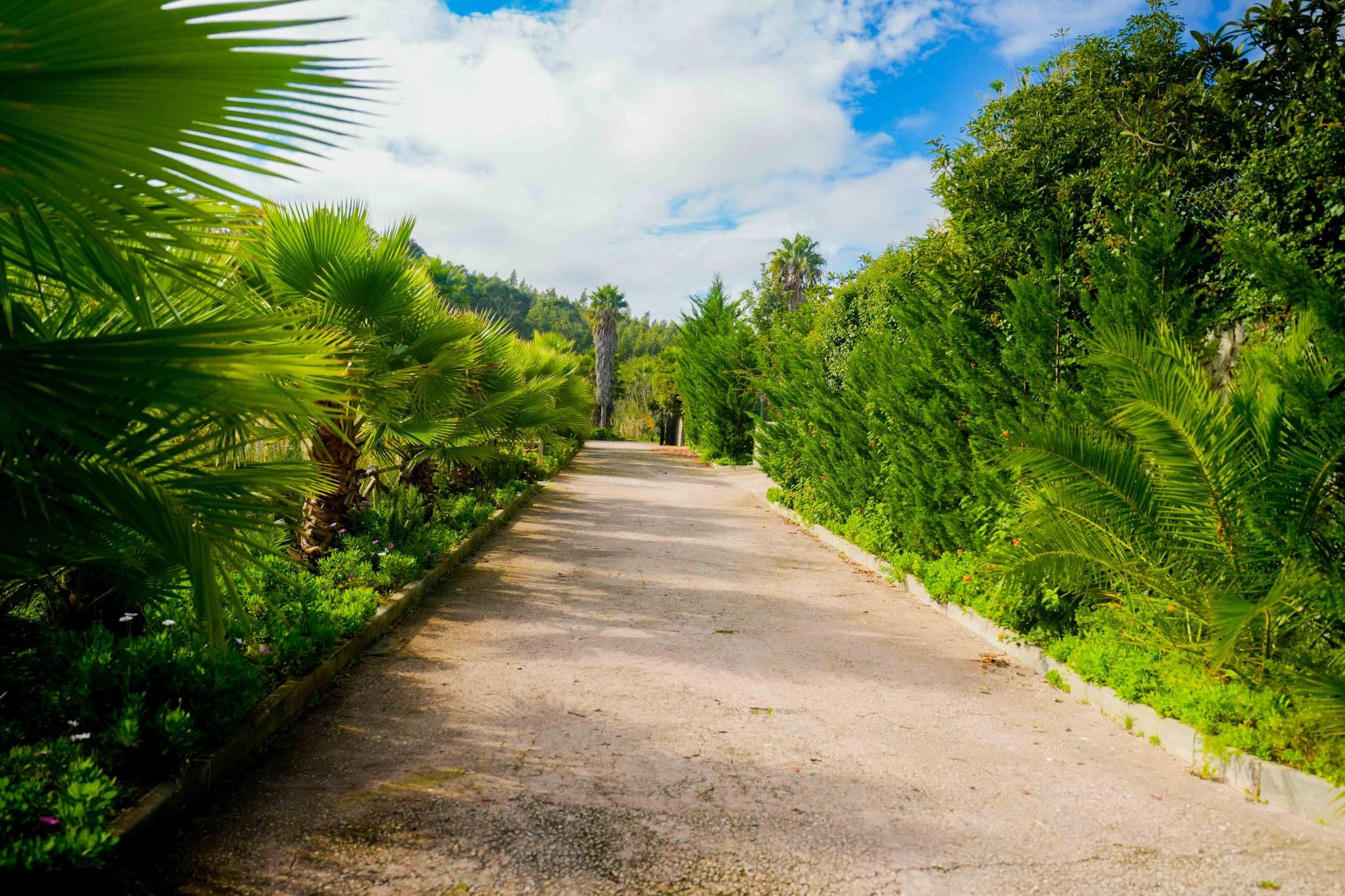 A paved pathway lined with lush green foliage and palm trees leads towards a distant treeline under a bright blue sky with scattered clouds.