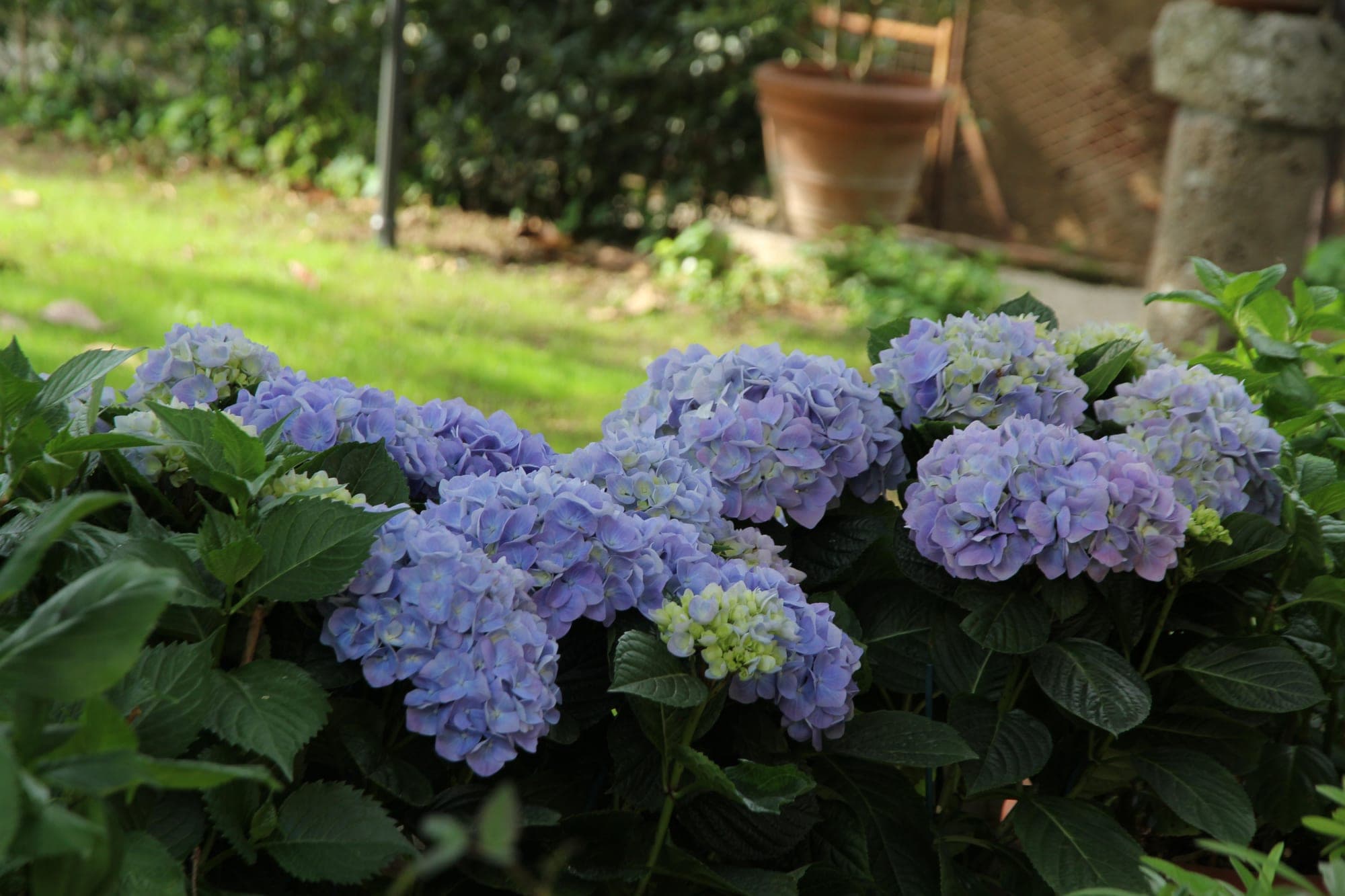 Purple hydrangeas in bloom with green leaves and a blurred garden background.