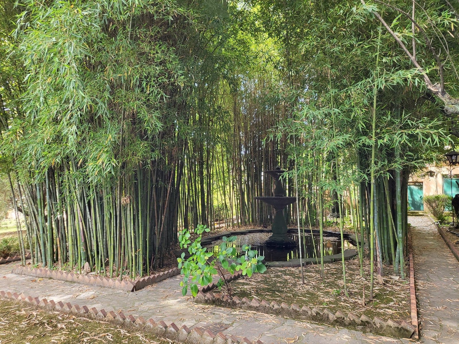 A fountain sits in a pond surrounded by a dense bamboo forest and a paved walkway.