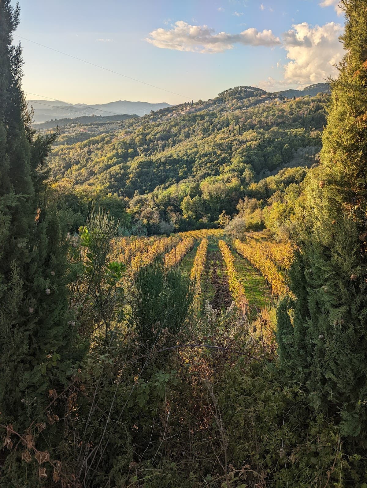 Azienda Agricola Pascale Francesca: destination wedding venue in 54035 Fosdinovo MS, Italy