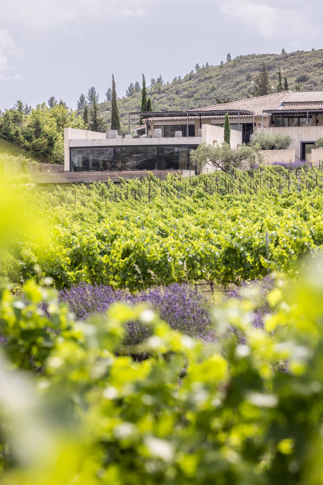 Field Of Vallon Des Glauges - Domaine Oddo: destination wedding venue in 13430 Eyguières, France