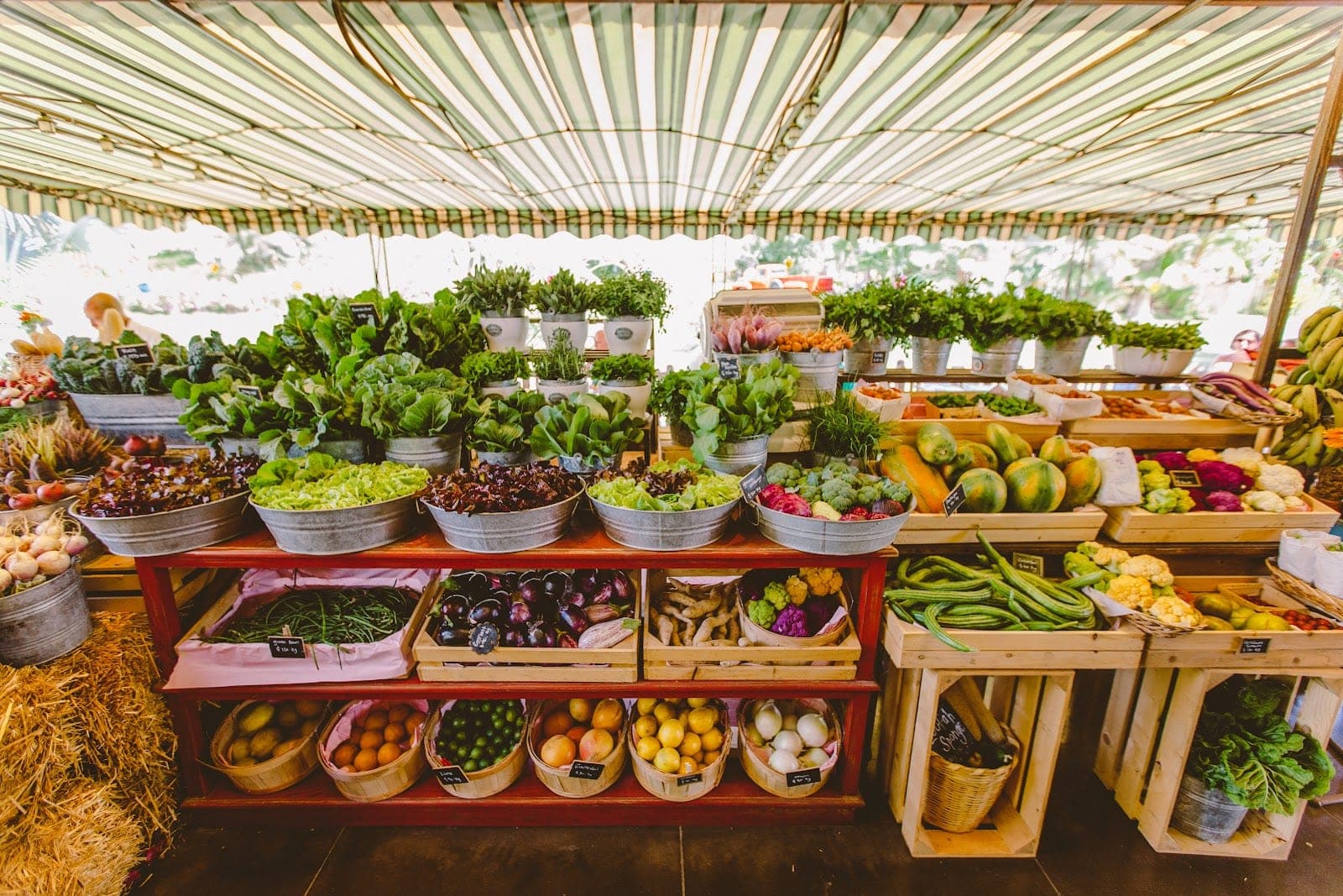 Long tables under the mango trees at Flora Farms, the organic farm above San José del Cabo