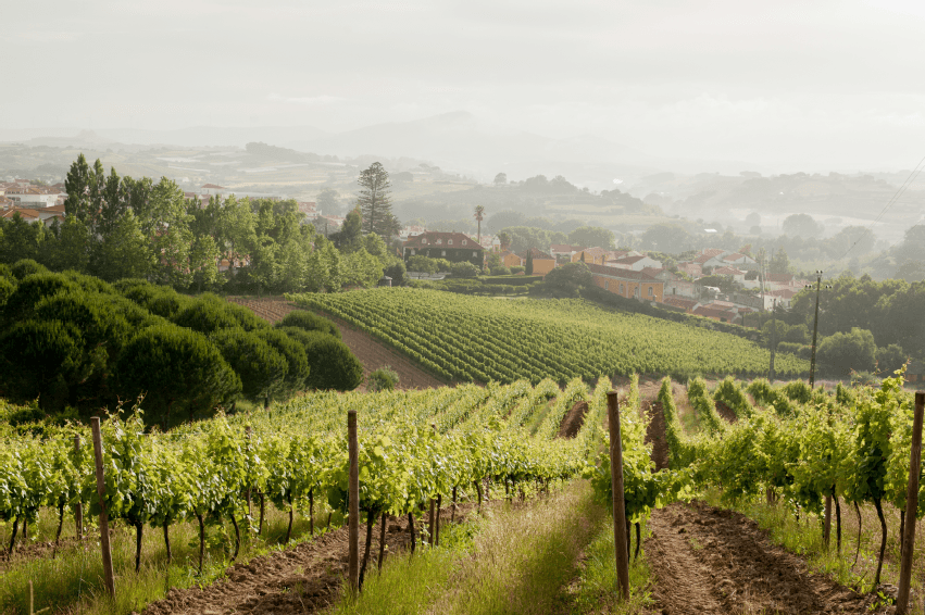 Vineyard rows and the chapel bell tower at Quinta de Sant Ana near Mafra